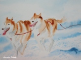 chiens de traîneau - animaux