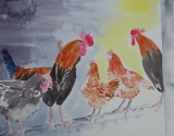 coq et poules - animaux