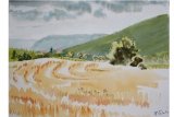 champ de blé - paysages ruraux