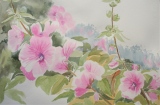 roses trémières - fleurs