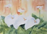 arums - fleurs