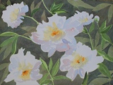 pivoines blanches - fleurs