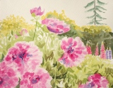 pivoines - fleurs