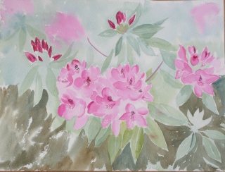 rhododendron - fleurs